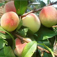 Саджанці - Персика Турист - пізній, великоплідний, зимостійкий