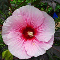 Саджанці Гібіскуса сирійського Рожевий (Hibiscus syriacus)