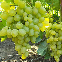 Вегетуючі саджанці столового винограду Супер Екстра - дуже раннього терміну, великоплідний, транспортабельний