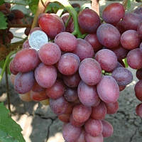 Вегетуючі саджанці винограду Фаетон - ранньо-середній, великоплідний