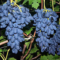 Вегетуючі саджанці столового винограду Академік - раннього терміну, великоплідний, морозостійкий
