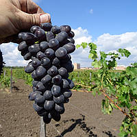 Вегетуючі саджанці винограду Дойна - пізній, високоврожайний середньоранній, зимостійкий