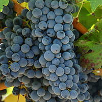 Вегетуючі саджанці винограду Каберне Юра - середній, урожайний, невибагливий