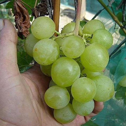 Саджанці Винограду Барс - середньо-ранній, великоплідний, мускатний