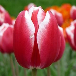 Тюльпан Leen van der Mark тріумф цибулина (1 шт.)