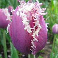 Тюльпан Cummins оторочений цибулина (1 шт.)