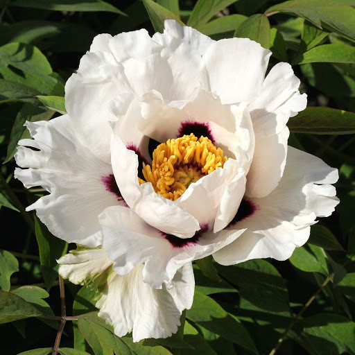 Піон деревовидний WHITE, фото 1