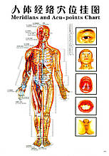 Плакати з меридіанами й акупунктурними точками.