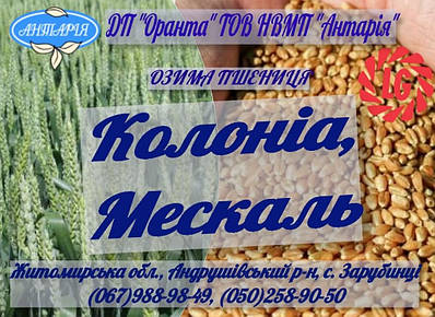 Насіння озимої пшениці Колоніа, Мескаль