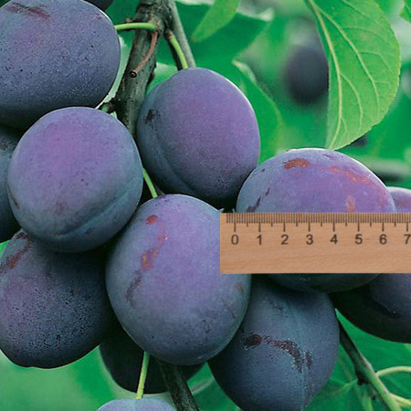 Саджанці сливи "Президент" (пізньоспілий сорт), фото 1