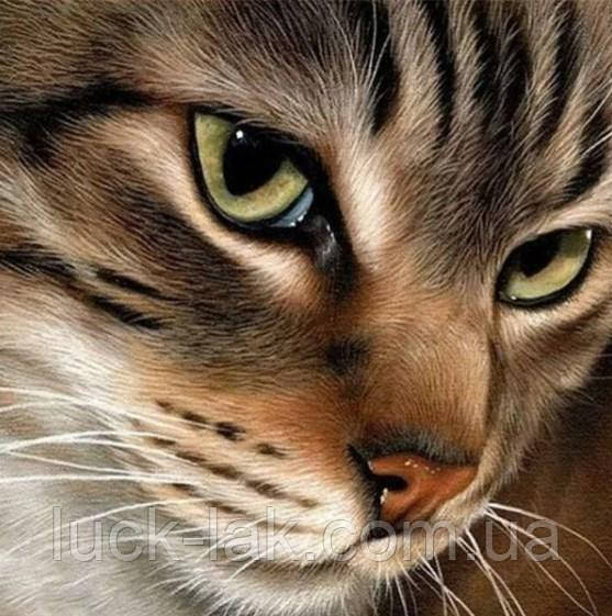 Алмазна вишивка котик 25х25 см, повна викладка, квадратні стрази