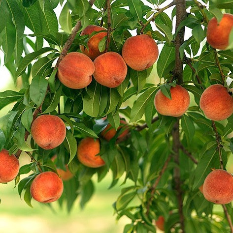 Саджанці персика "Вулкан Т-1" (середньоспілий сорт, канадська селекція), фото 1