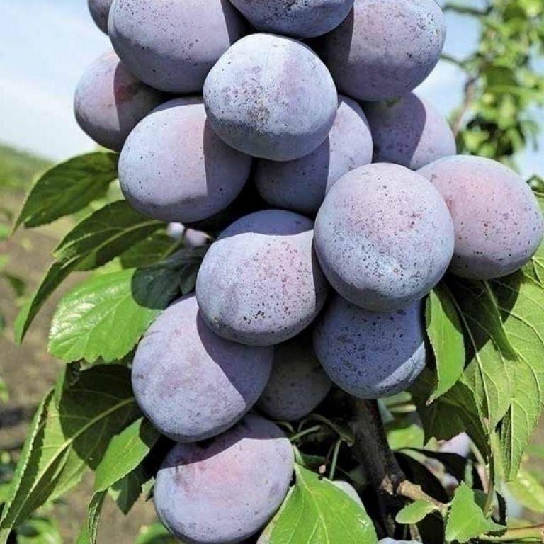 Саджанці сливи "Чачакська Лепотика" (пізньоспілий сорт), фото 1