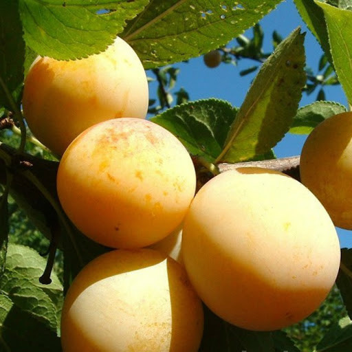 Саджанці сливи "Жовта Афаска" (пізньоспілий сорт), фото 1