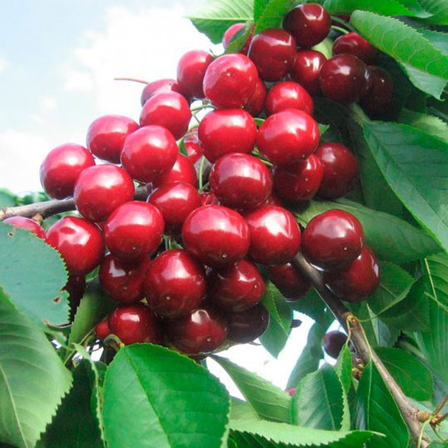 Саджанці черешні "Валерій Чкалов" (раньоспілий сорт), фото 1