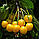 Саджанці черешні "Драгана жовта" (пізньоспілий сорт), фото 3