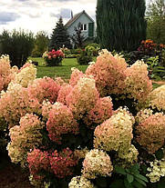 Гортензія волотиста "Бобо" \ Hydrangea  Bobo ( саджанці 3 роки С5л ), фото 3