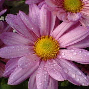 Хризантема корейська рожева (зкс)