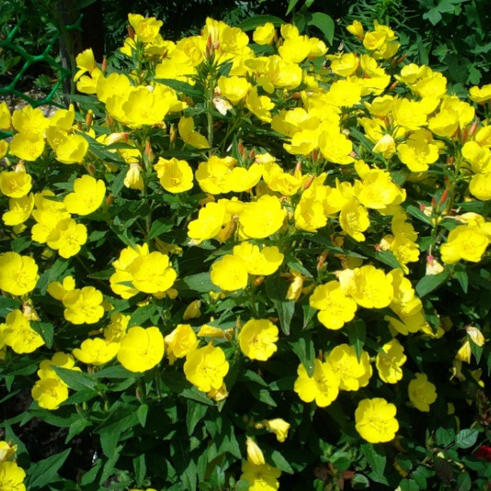 Енотера місурійська, фото 1