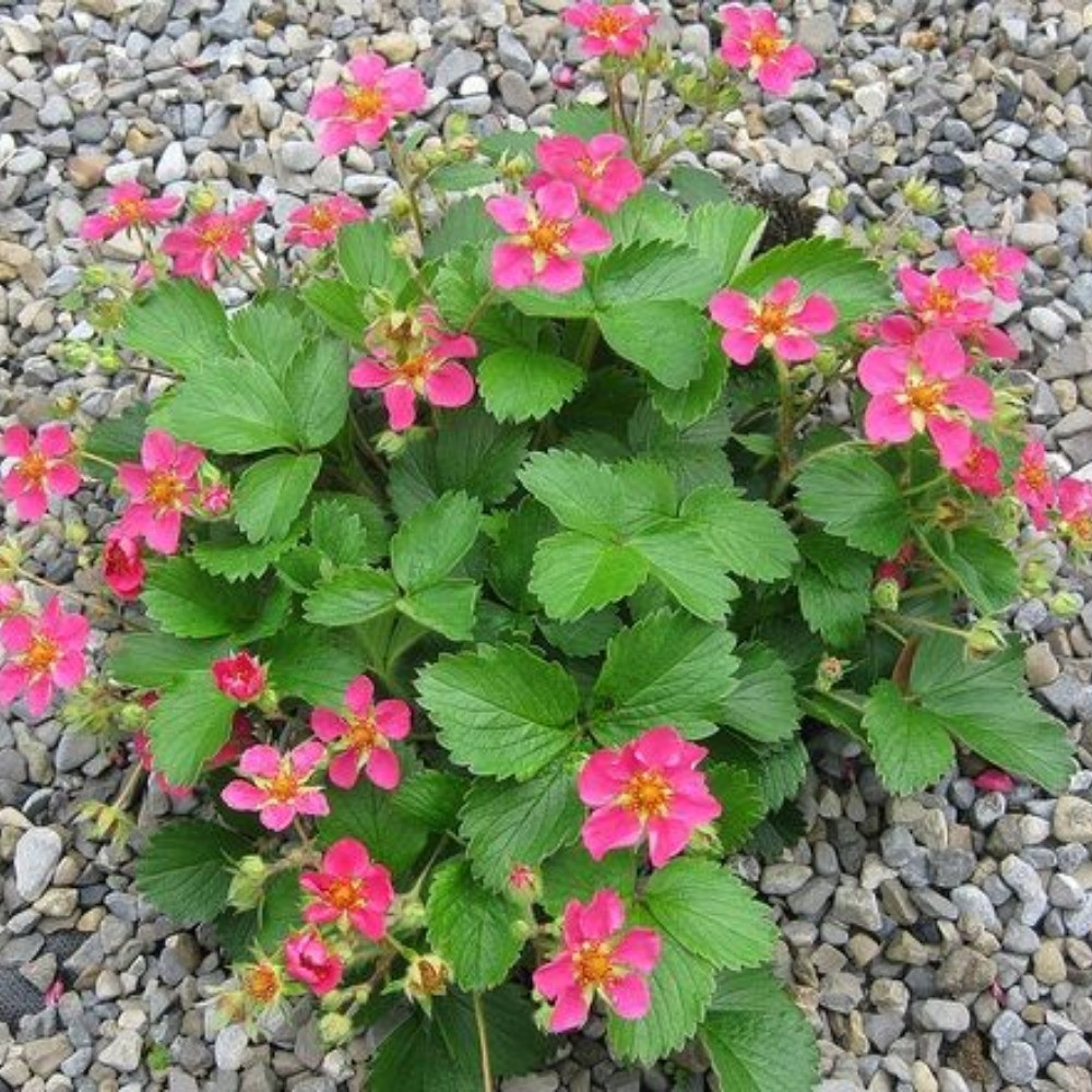 Декоративна суниця Пінк Панда, фото 1