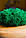 Стабілізований мох Green Ecco Лишайник ягель український смарагдовий 1 кг, фото 2