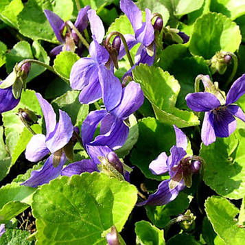 Фіалка запашна синя (контейнер 0,5л)