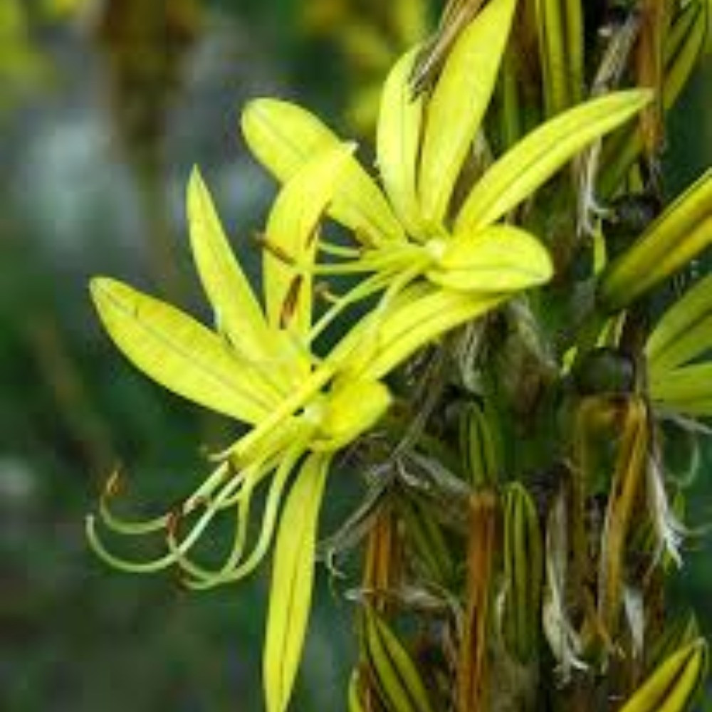 Асфоділена жовта/Asphodeline lutea (L.) Reichb, фото 1