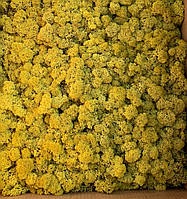 Стабілізований мох Grren Ecco Лишайник ягель норвезький жовтий 0.5 кг