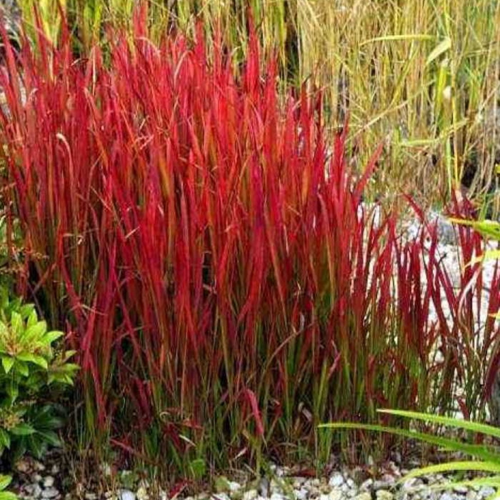 Імперату циліндрична Ред Барон/Imperata cylinkrica Red Baron (контейнер 0,5л)