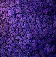 Стабілізований мох ягель скандинавський фіолетовий 1 кг