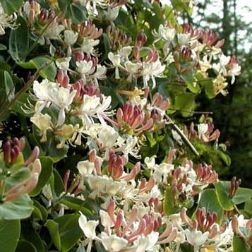 Жимолость Капріфоль (контейнер 0,5л)