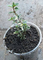 Тимян. Чебрець.