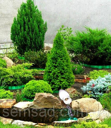 Хвойний набір Мікс 5 саджанців ( саджанці р9 — С1.5 л), фото 1