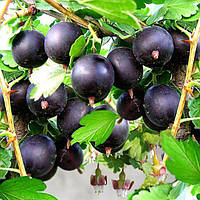 Саджанці крижовика "Фініковий"