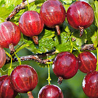 Саджанці агрусу безколючкового "Ксюша"