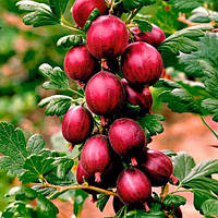 Саджанці агрусу "Кооператор"