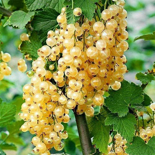 Саджанці смородини "Сніжана", фото 1