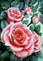 Рожеві троянди Алмазна вишивка мозаїка стразами 40х30 Рожеві троянди