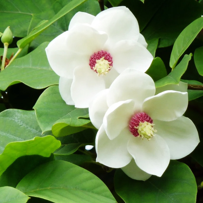 Саджанці Магнолії Зібольда (Magnolia sieboldii) біла Р9