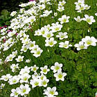 Саджанці Ломикаменя Арендса біла (Saxifraga Arendsii) Р9, фото 2