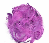 Перья фиолетовые