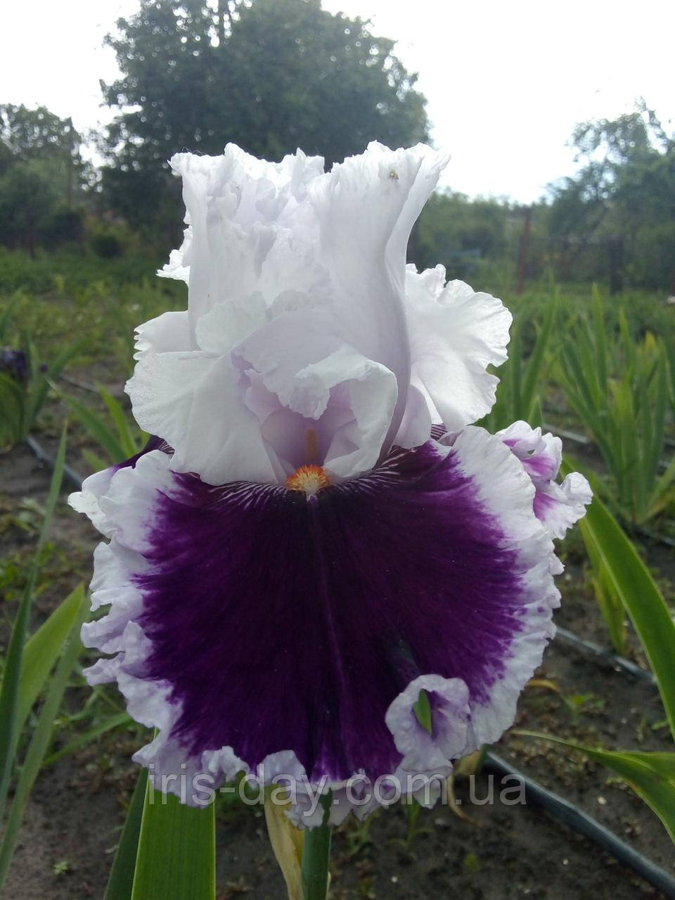 Ірис Daring Deception Дерін Десептен (Johnson 2012) (сажниці), фото 1