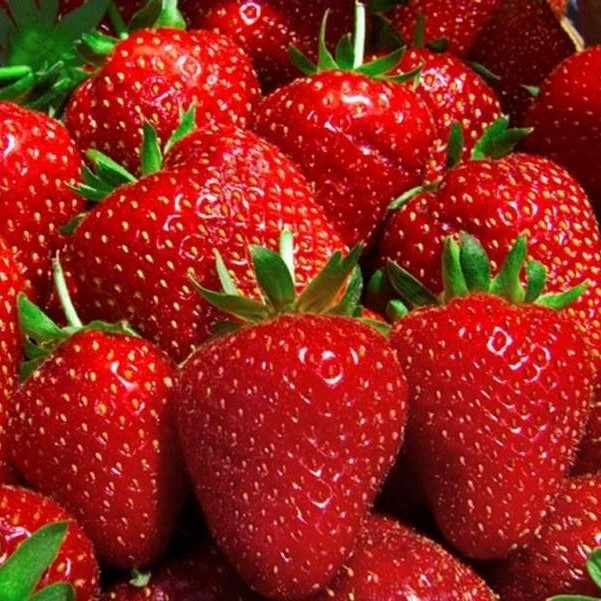 Саджанці полуниці в касеті  Нора (Nora) - рання, крупноплідна, врожайна (в касеті) + Подарунок, фото 1