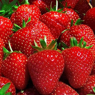 Саджанці полуниці в касеті  Нора (Nora) - рання, крупноплідна, врожайна (в касеті) + Подарунок