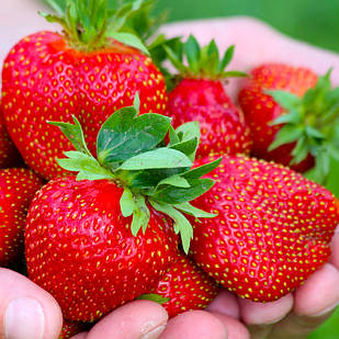 Саджанці полуниці (розсада) Яскрава - середньо-рання, великоплідна, високоврожайна