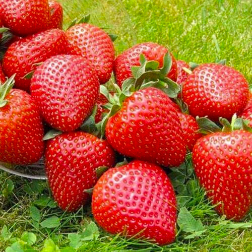 Саджанці полуниці в касеті Вайбрант (Vibrant) - дуже рання, високоврожайна, транспортабельна (в касеті) + Подарунок, фото 1