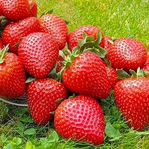 Саджанці полуниці в касеті Вайбрант (Vibrant) - дуже рання, високоврожайна, транспортабельна (в касеті) + Подарунок