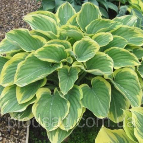 Hosta Clifford`s Forest Fire