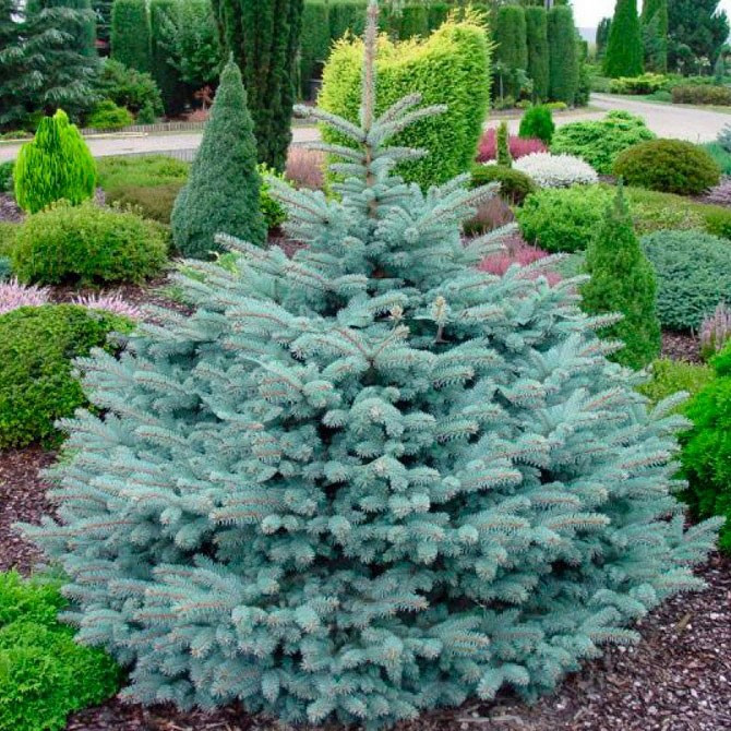 Саджанці Ялини колючої Глаука (Picea pungens Glauca) Р9