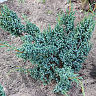 Саджанці Ялівцю китайського Блю Альпс, 4-х річний (Juniperus chinensis Blue Alps) С3, фото 2